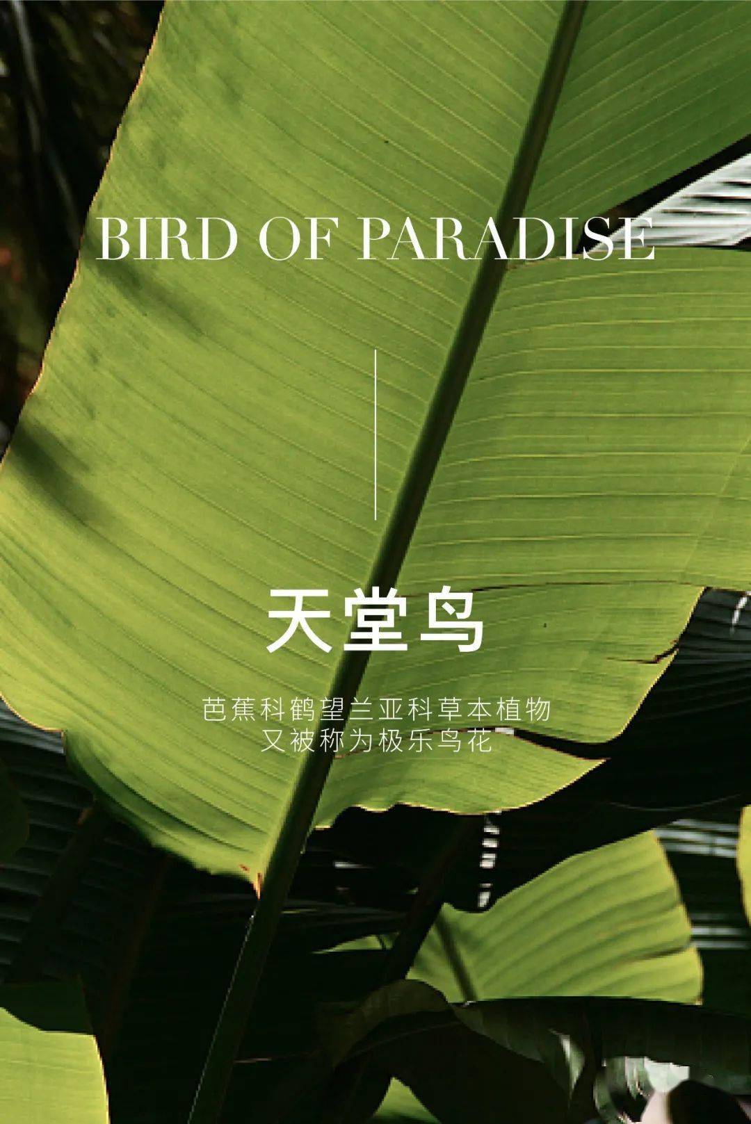 天堂鸟社区最新探索，自然美景的轻松之旅