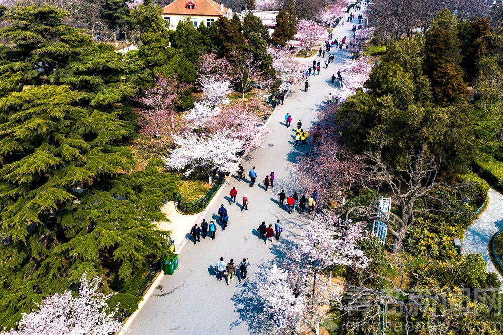 济南中山公园扩建最新进展，绿意盎然，花香四溢的公园扩建新动态