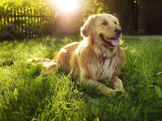 导航犬最新版语音下载指南，轻松获取最新导航犬语音导航功能